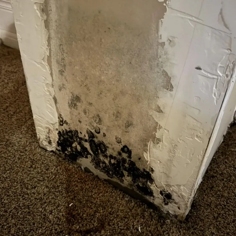 Professional Mold Removal in Rosenberg, TX